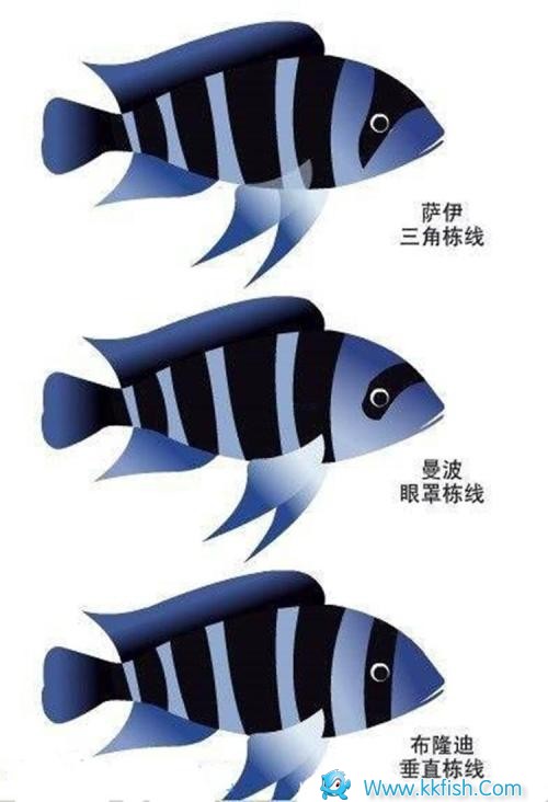 曼波六间