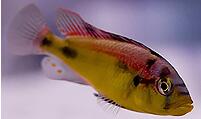 Astatotilapia aeneocolor-黄腹艾伯特