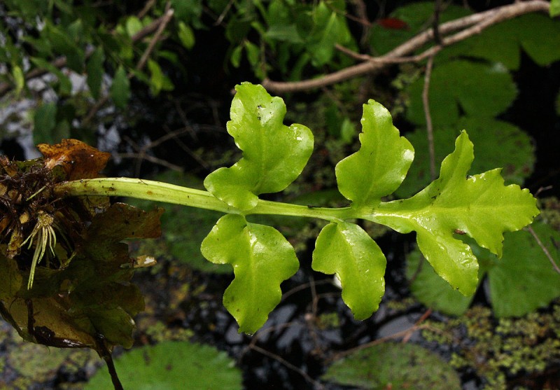 细叶水芹