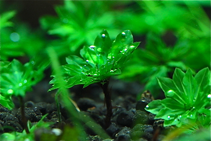 雨伞莫斯