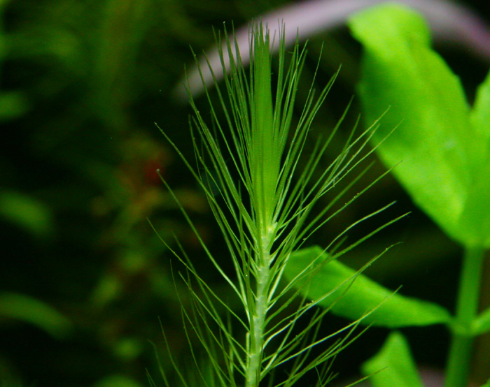 松针草