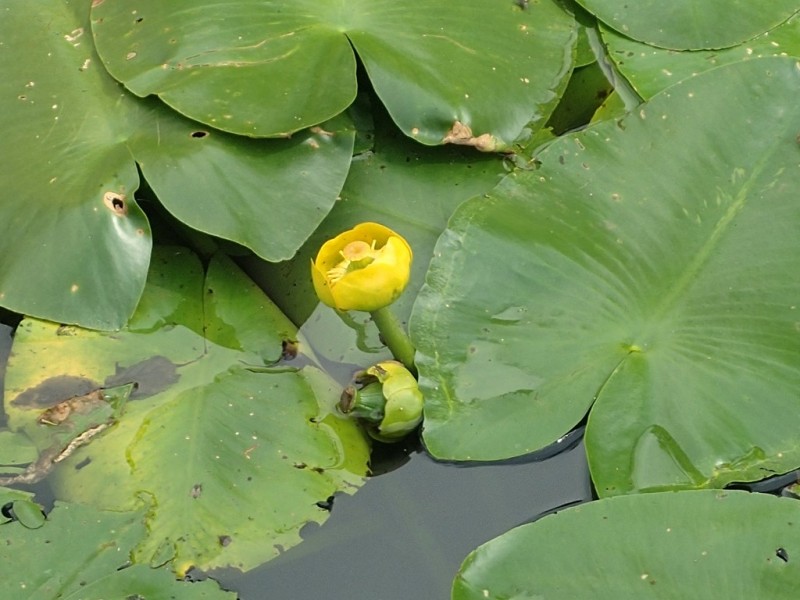 青荷根