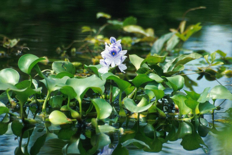 水葫芦