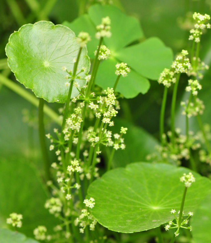 铜钱草