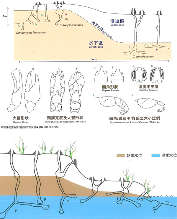 螯虾的藏身之处