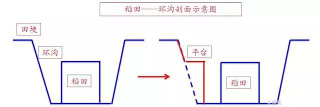 稻田养殖小龙虾挖沟5点技巧