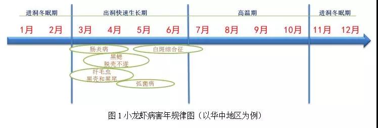 小龙虾养殖过程中的常见病害、防治方法（总结）