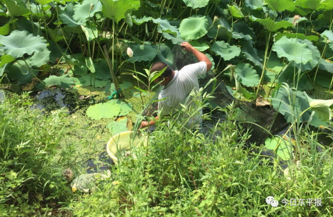 莲藕价格波动大，藕塘里养龙虾成本低质量好，这个互补模式值得推广吗？