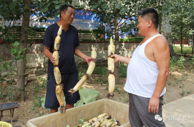 莲藕价格波动大，藕塘里养龙虾成本低质量好，这个互补模式值得推广吗？