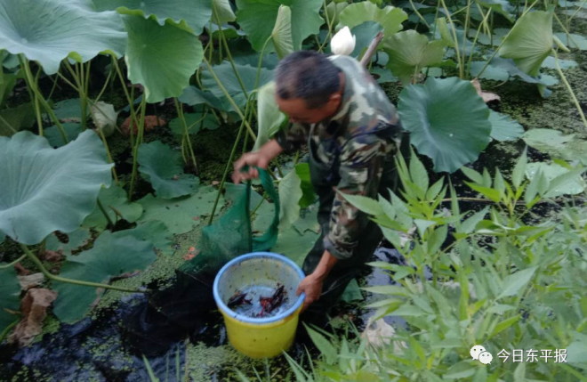 莲藕价格波动大，藕塘里养龙虾成本低质量好，这个互补模式值得推广吗？