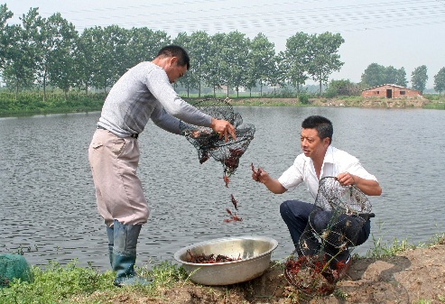 养殖20亩龙虾可赚多少