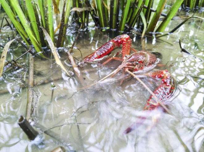 连绵雨季，你的小龙虾还安好？