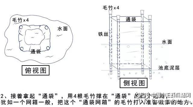 小龙虾塘水草没办法茂密起来？试试这个“民间黑科技”