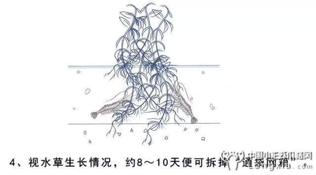 小龙虾塘水草没办法茂密起来？试试这个“民间黑科技”