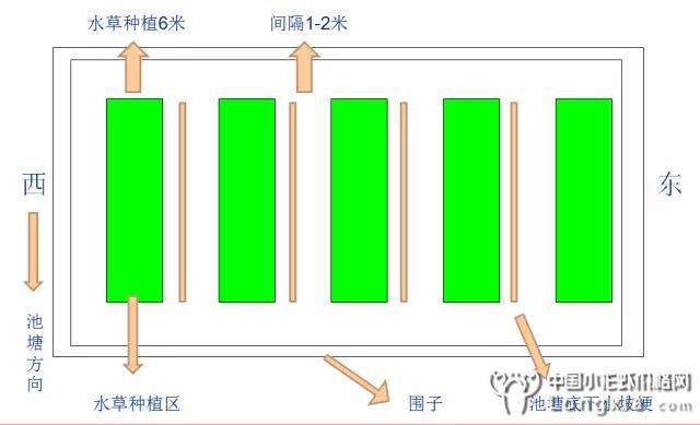 小龙虾繁殖抱卵率如何提高？小龙虾的繁殖管理技术要点