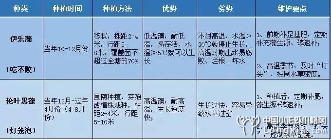 欲抢高价小龙虾？实战派告诉你，从现在开始要注意以下几个关键点