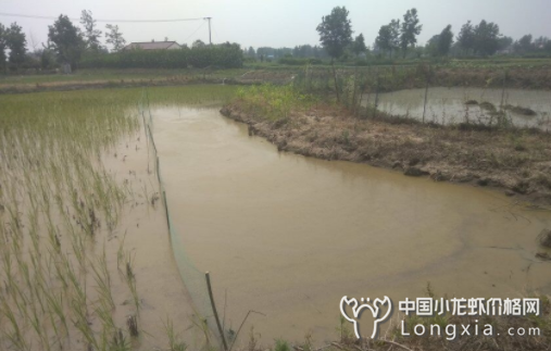 五步拯救“暴雨水灾”过后的小龙虾虾塘