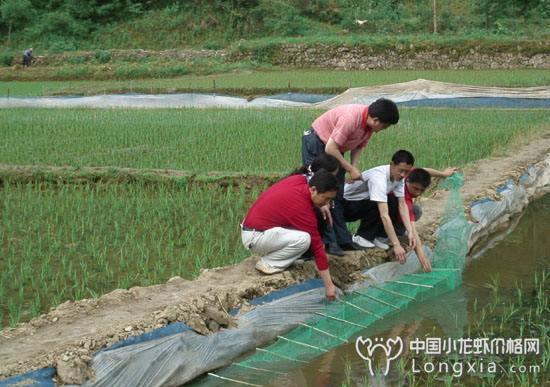 养了满池虾，无奈一到捕捞就头疼？捕捞大法你会几个？