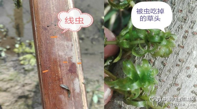 季节变更造成小龙虾塘水草越来越少？究竟真正原因是什么？