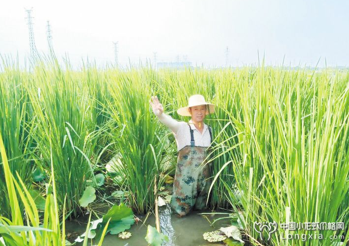 近年热度高涨的小龙虾，你是否了解这几点？