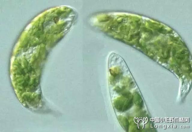 水体中所有藻类都无害吗？活菌对虾塘有什么帮助？