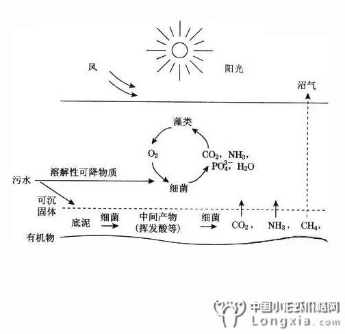 水体中所有藻类都无害吗？活菌对虾塘有什么帮助？