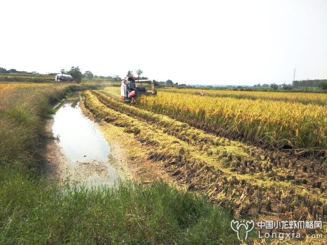 黄金十月：龙虾出苗的高峰期，来年盈利就靠现在