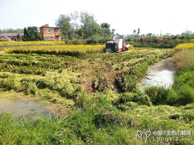 黄金十月：龙虾出苗的高峰期，来年盈利就靠现在