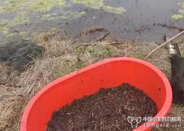 小龙虾也会吃青苔？青苔究竟该不该留？