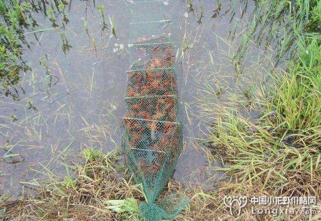 遇上高温多雨怎么办？池塘养殖小龙虾的要注意了