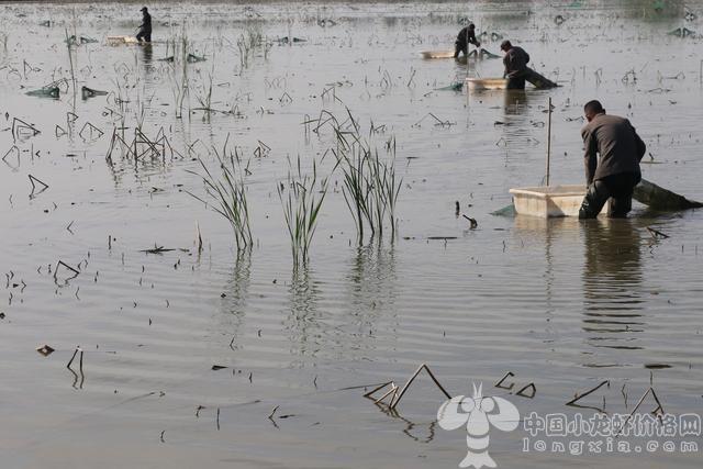 “龙虾经济热”？全凭这淡水养殖的五大核心技术！