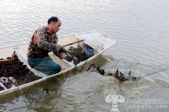 “龙虾经济热”？全凭这淡水养殖的五大核心技术！