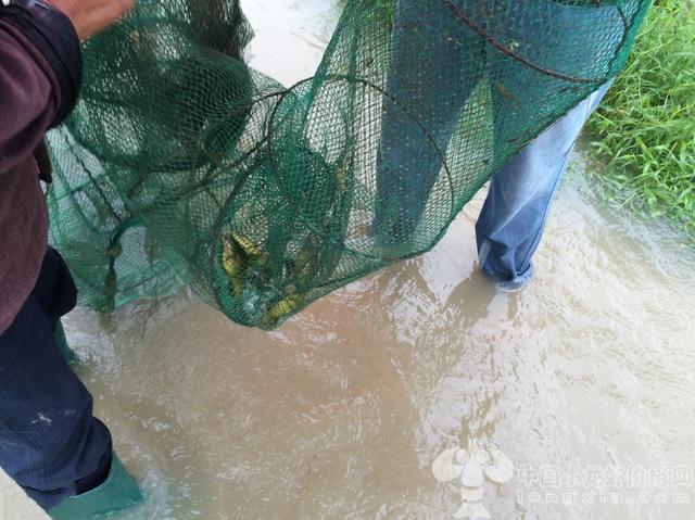 在养殖水域设置虾栖息场所，如何正确建立虾池?