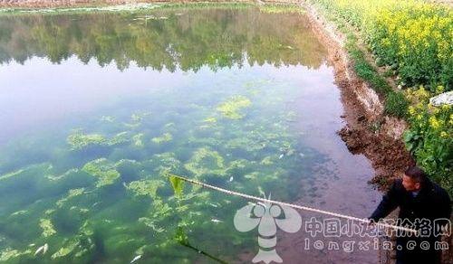 在养殖水域设置虾栖息场所，如何正确建立虾池?