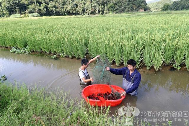 小龙虾怎么样？基础条件你准备好了吗？