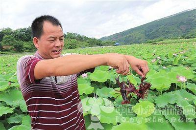 小龙虾养殖之秋季放种，你必须注意的几个关键点