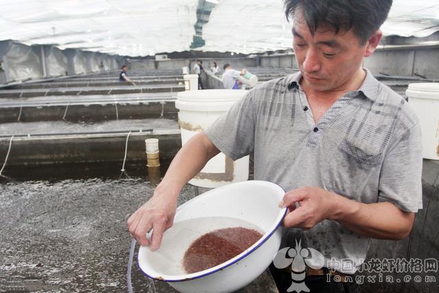 小龙虾也会缺氧？它们会有什么症状？