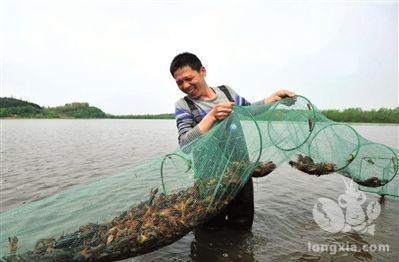 养虾老手在这几个方面，甚至还比不过养殖新手？