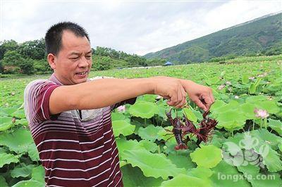 农用生物微量元素肥，能不能在藕田套养小龙虾池里使用?