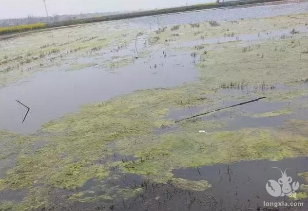 诺大的虾池，出现水体浑浊怎么应对？小心一死就是成片虾