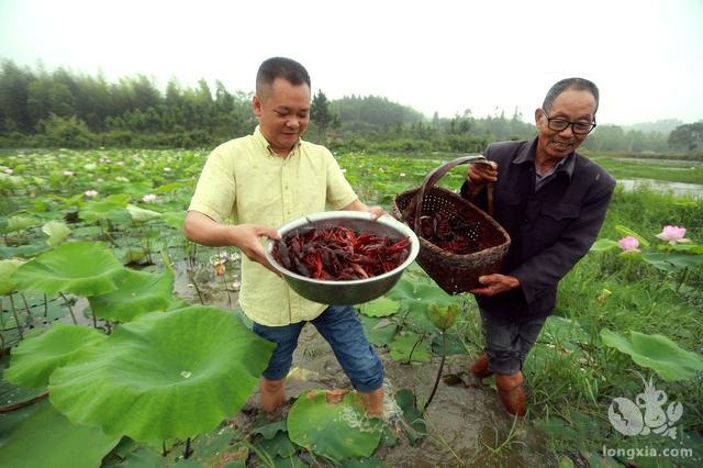 养殖龙虾需要什么条件，三分钟告诉你！