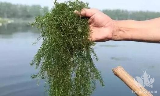 各种杂鱼的存在，对虾塘是否有 影响，对小龙虾的生长是否有害？