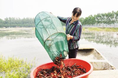 养殖遇到小龙虾不断死亡时该怎么办？如何处理？