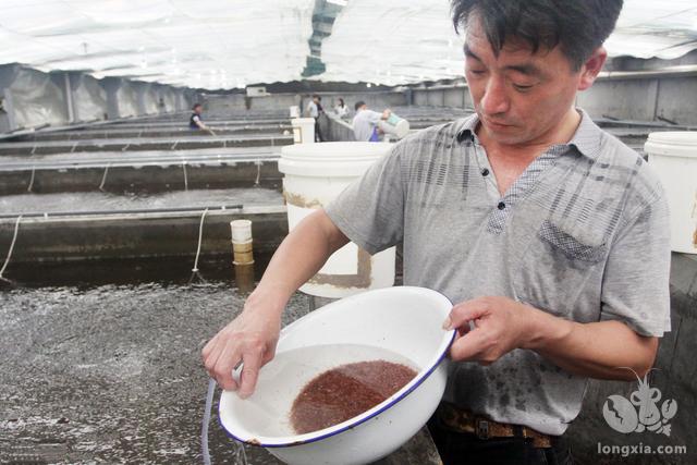 虾苗初期，应该如何喂食才能保证存活率？