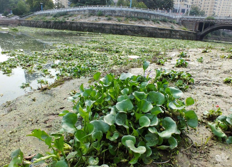 你不知道的养殖知识：水葫芦竟然能净化虾池的水质！