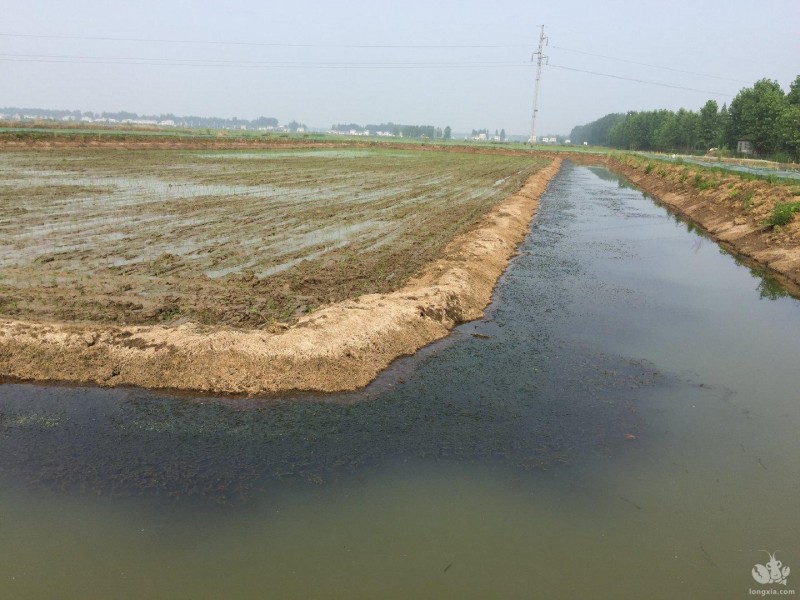 饲料蛋白的高低对于龙虾生长发育有什么影响?