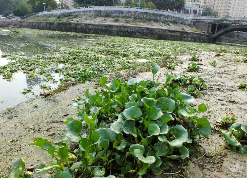 小龙虾养殖中水草重要吗？水草的作用有哪些？