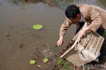 养殖户普遍认为淡水小龙虾对环境的适应性强，但其实良好的生长环境才是重中之重?