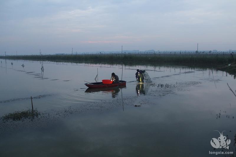 你知道吗？大水面浅水区养殖的小龙虾可以高效生产