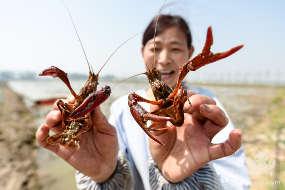 小龙虾的特性你都了解了吗？养虾什么重要？看完这篇你就知道了